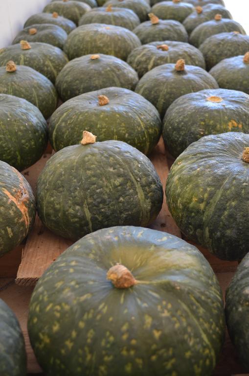 Agriturismo Dondino Cavriana Ngoại thất bức ảnh